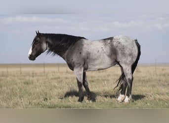 American Quarter Horse, Gelding, 9 years, 15,1 hh, Roan-Blue