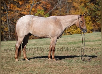 American Quarter Horse, Gelding, 9 years, 15.1 hh, Roan-Red