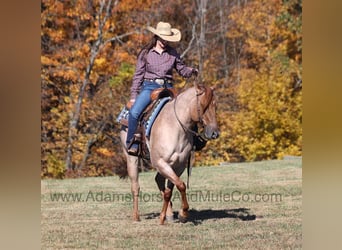 American Quarter Horse, Gelding, 9 years, 15.1 hh, Roan-Red