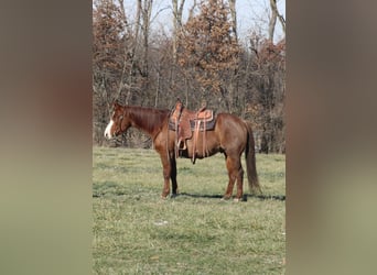 American Quarter Horse, Gelding, 9 years, 15.1 hh, Roan-Red