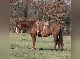 American Quarter Horse, Gelding, 9 years, 15.1 hh, Roan-Red