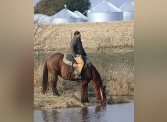 American Quarter Horse, Gelding, 9 years, 15.1 hh, Roan-Red