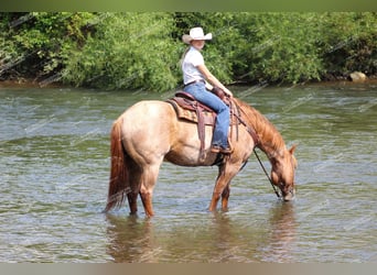 American Quarter Horse, Gelding, 9 years, 15,1 hh, Roan-Red