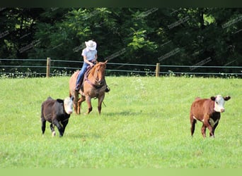 American Quarter Horse, Gelding, 9 years, 15,1 hh, Roan-Red