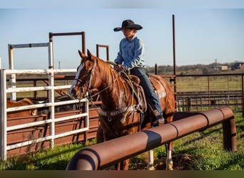 American Quarter Horse, Gelding, 9 years, 15.1 hh, Sorrel