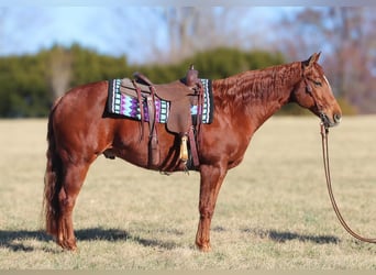American Quarter Horse, Gelding, 9 years, 15.1 hh, Sorrel