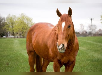 American Quarter Horse, Gelding, 9 years, 15.1 hh, Sorrel