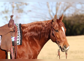 American Quarter Horse, Gelding, 9 years, 15.1 hh, Sorrel