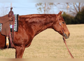 American Quarter Horse, Gelding, 9 years, 15.1 hh, Sorrel