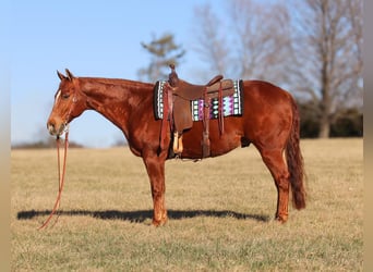 American Quarter Horse, Gelding, 9 years, 15.1 hh, Sorrel