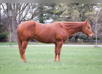American Quarter Horse, Gelding, 9 years, 15.1 hh, Sorrel