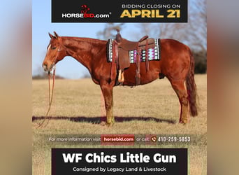 American Quarter Horse, Gelding, 9 years, 15.1 hh, Sorrel