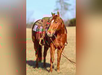 American Quarter Horse, Gelding, 9 years, 15.1 hh, Sorrel