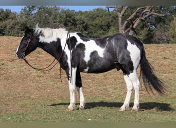 American Quarter Horse, Gelding, 9 years, 15,1 hh, Tobiano-all-colors