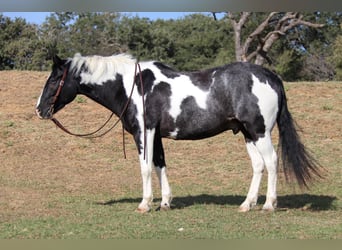 American Quarter Horse, Gelding, 9 years, 15,1 hh, Tobiano-all-colors