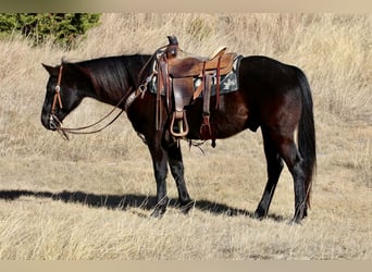 American Quarter Horse, Gelding, 9 years, 15.2 hh, Black