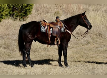 American Quarter Horse, Gelding, 9 years, 15.2 hh, Black