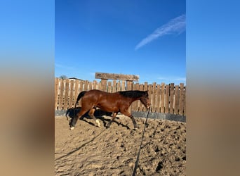 American Quarter Horse, Gelding, 9 years, 15.2 hh, Brown