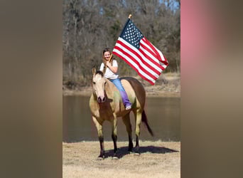 American Quarter Horse, Gelding, 9 years, 15.2 hh, Buckskin