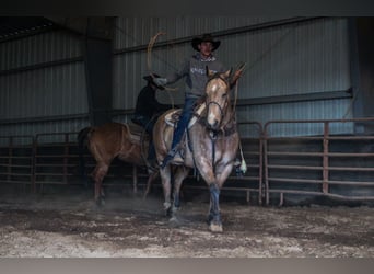 American Quarter Horse, Gelding, 9 years, 15,2 hh, Buckskin