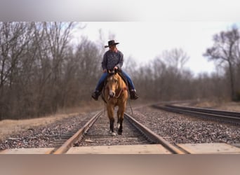 American Quarter Horse, Gelding, 9 years, 15,2 hh, Buckskin