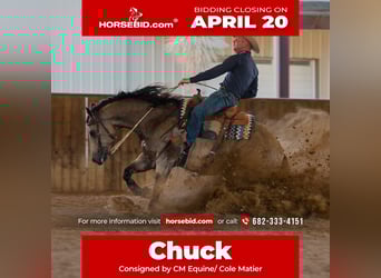 American Quarter Horse, Gelding, 9 years, 15.2 hh, Buckskin