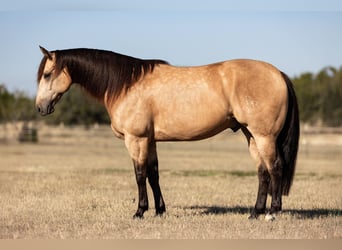 American Quarter Horse, Gelding, 9 years, 15.2 hh, Buckskin