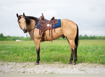 American Quarter Horse, Gelding, 9 years, 15.2 hh, Buckskin