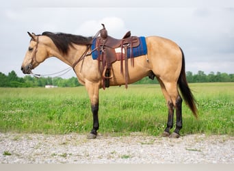 American Quarter Horse, Gelding, 9 years, 15.2 hh, Buckskin