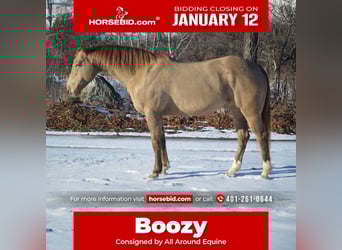 American Quarter Horse, Gelding, 9 years, 15.2 hh, Champagne