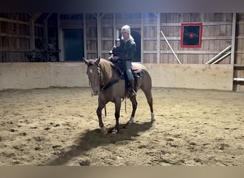 American Quarter Horse, Gelding, 9 years, 15.2 hh, Champagne