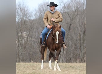 American Quarter Horse, Gelding, 9 years, 15.2 hh, Chestnut