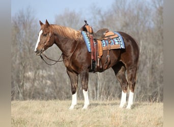 American Quarter Horse, Gelding, 9 years, 15.2 hh, Chestnut