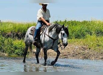 American Quarter Horse, Gelding, 9 years, 15.2 hh, Gray