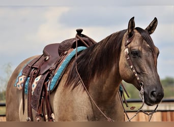 American Quarter Horse, Gelding, 9 years, 15.2 hh, Grullo