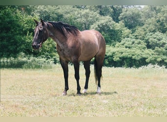 American Quarter Horse, Gelding, 9 years, 15,2 hh, Grullo