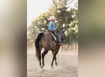 American Quarter Horse, Gelding, 9 years, 15,2 hh, Grullo