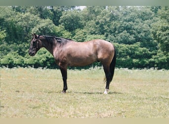 American Quarter Horse, Gelding, 9 years, 15,2 hh, Grullo