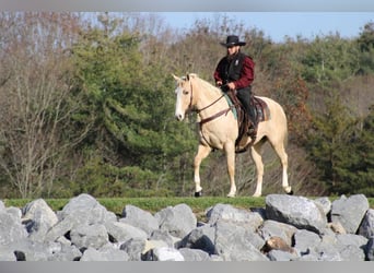 American Quarter Horse, Gelding, 9 years, 15.2 hh, Palomino