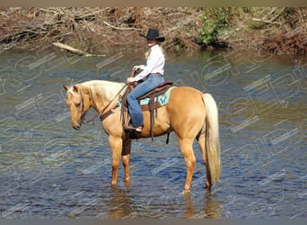 American Quarter Horse, Wallach, 9 Jahre, 15,2 hh, Palomino