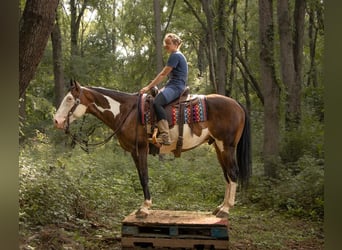 American Quarter Horse, Gelding, 9 years, 15.2 hh, Pinto