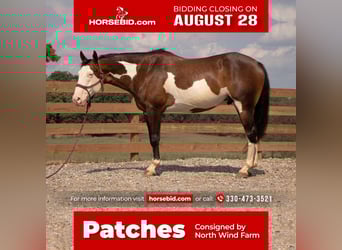 American Quarter Horse, Gelding, 9 years, 15.2 hh, Pinto