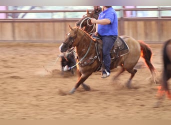 American Quarter Horse, Gelding, 9 years, 15.2 hh, Red Dun