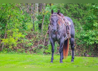 American Quarter Horse, Gelding, 9 years, 15,2 hh, Roan-Blue