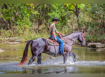 American Quarter Horse, Gelding, 9 years, 15,2 hh, Roan-Blue