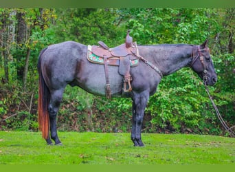 American Quarter Horse, Gelding, 9 years, 15,2 hh, Roan-Blue