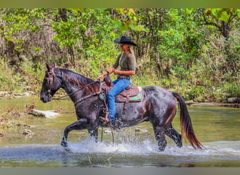 American Quarter Horse, Gelding, 9 years, 15,2 hh, Roan-Blue