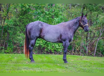 American Quarter Horse, Gelding, 9 years, 15,2 hh, Roan-Blue