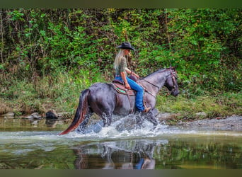 American Quarter Horse, Gelding, 9 years, 15,2 hh, Roan-Blue