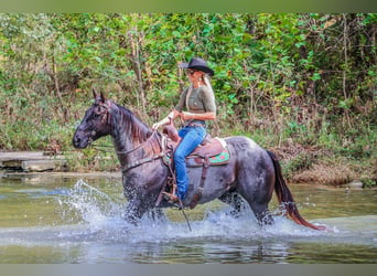 American Quarter Horse, Gelding, 9 years, 15,2 hh, Roan-Blue